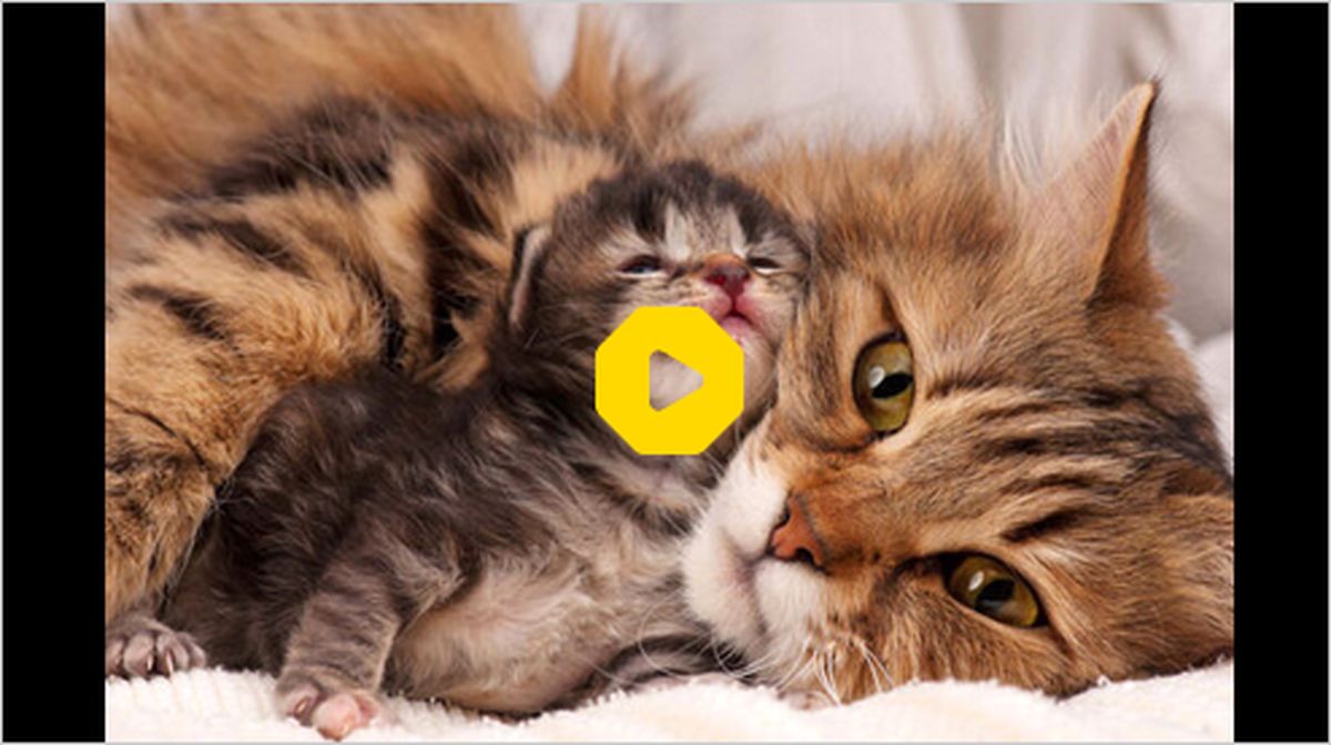 ببینید: واکنش جالب مادر و بچه گربه بازیگوش