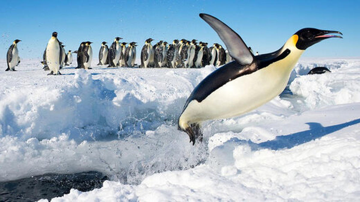 تصاویر ماهواره‌ای مدفوع پنگوئن‌ها دانشمندان را هیجان‌زده کرد !