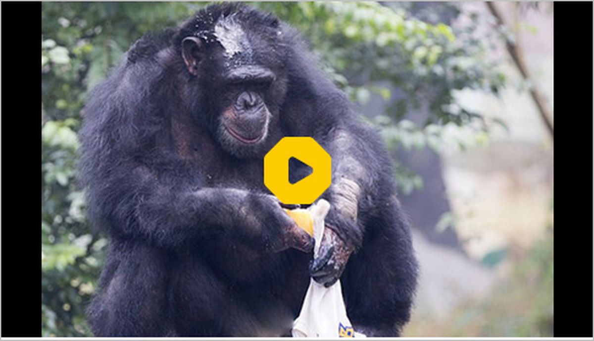 ببینید | لحظه احساسی دیدار مادر شامپانزه با فرزندش