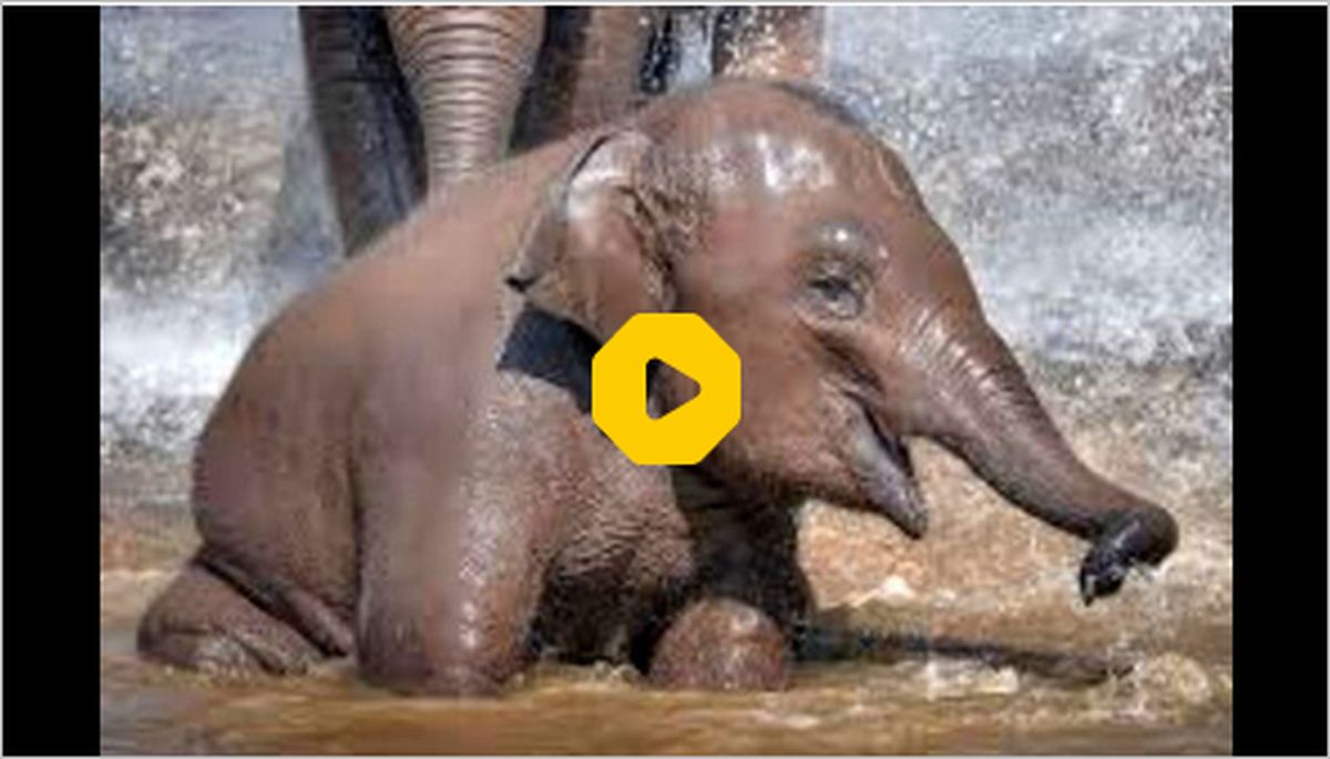 ببینید: آب‌بازی جالب یک بچه فیل؛ ذوق جذاب غول کوچک از خنک شدن با آب