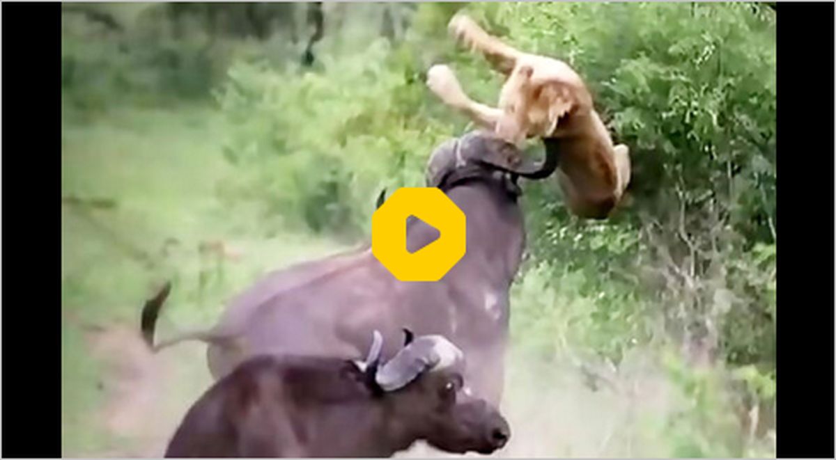 ببینید: حمله گاو وحشی به یک شیر جوان!